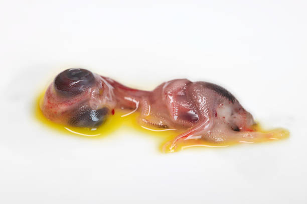 istock Studio shot of chicken embryo 2162541874