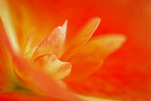 istock Orange begonia flower 2162542504