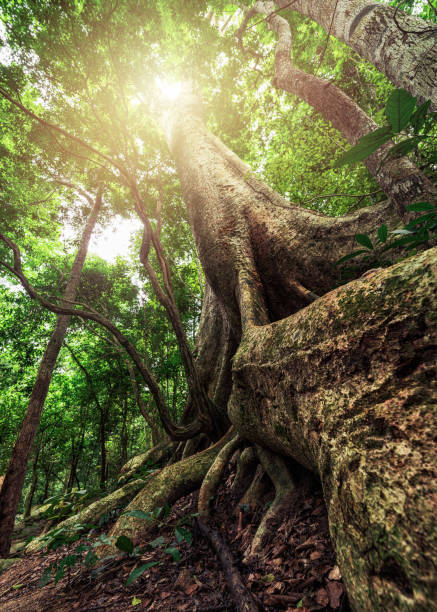 istock The largest tree with roots supporting the trunk in the Thai rainforest. Image of the concept of conservation of nature and the environment. 2162542530