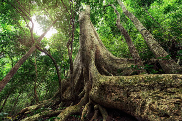 istock The largest tree with roots supporting the trunk in the Thai rainforest. Image of the concept of conservation of nature and the environment. 2162542781
