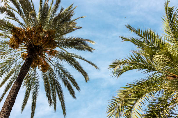 istock Palm trees against blue sky background. Summer vacation Concept. Date palms Trees 2162543807