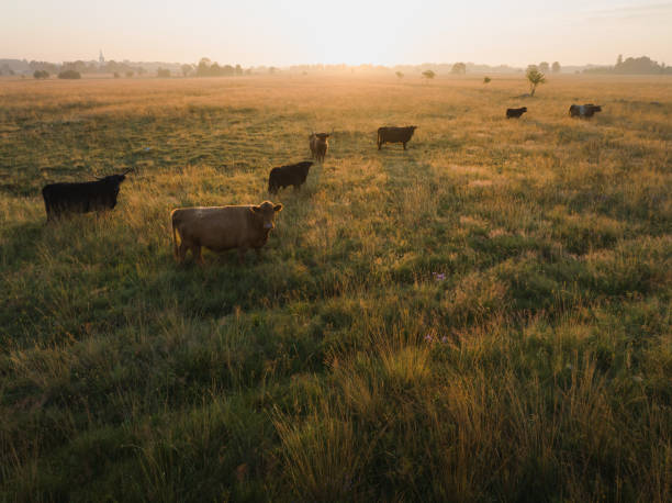 istock Bulls and cows graze in a field in summer at dawn. 2162545372