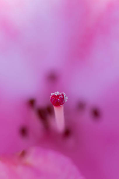 rhododendron stigma, Very short depth of field