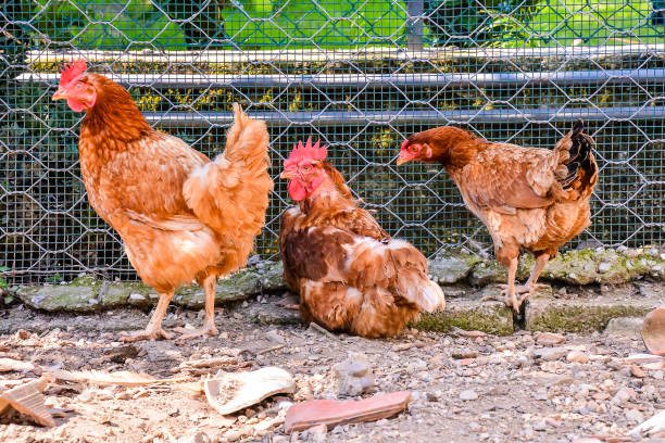 istock Italian Chicken Animal Bird 2162545974