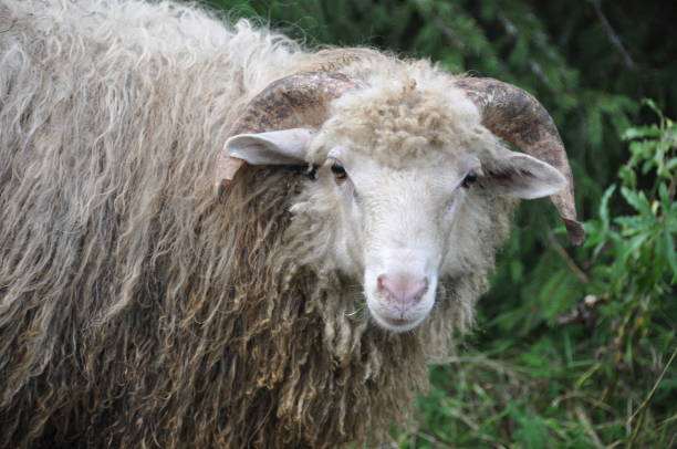 istock Beige or white wooled sheep against green forest background. 2162545980