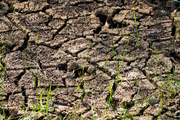 Poland, during recent climate changes, often experiences drought, the photo shows cracked land without water