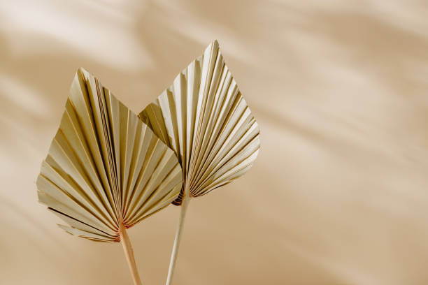 istock Palm leaves close up with shadows and copy space 2162549604