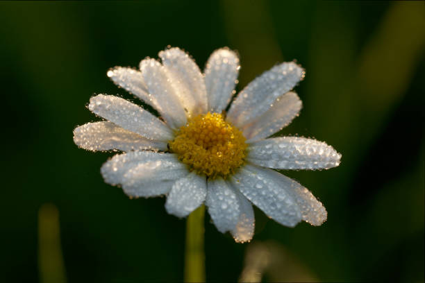 Marguerite in the morning dew, awakened by the first rays of sun.