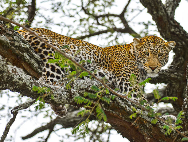 istock Serengeti National Park 2162552597