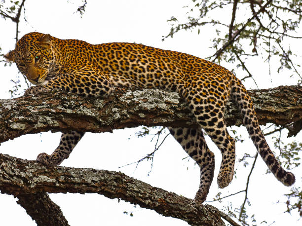 istock Serengeti National Park 2162552600