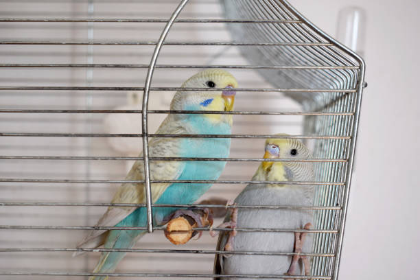 istock Cute young budgerigars in a cage 2162552905
