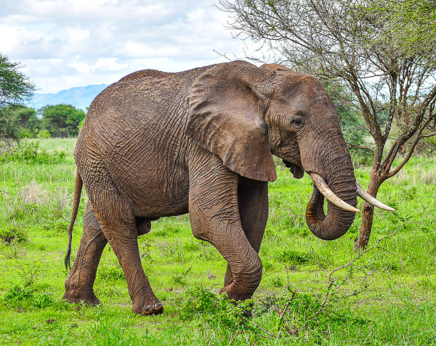istock Tarangire National Park 2162553138