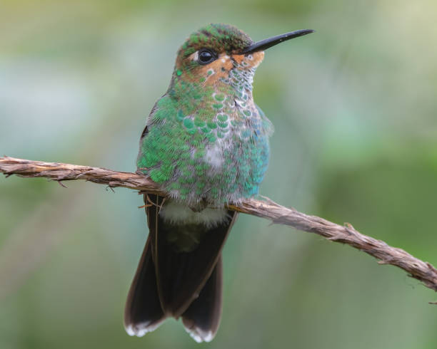istock Green-crowned brilliant hummingbird juvenile. 2162553329