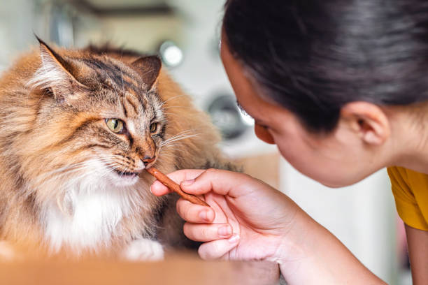 close up of norwegian forest cat fed by teenage girl with snack stick in kitchen