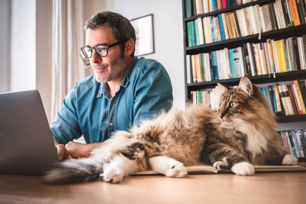 istock cat lying on work desk beside man working at laptop 2162555242