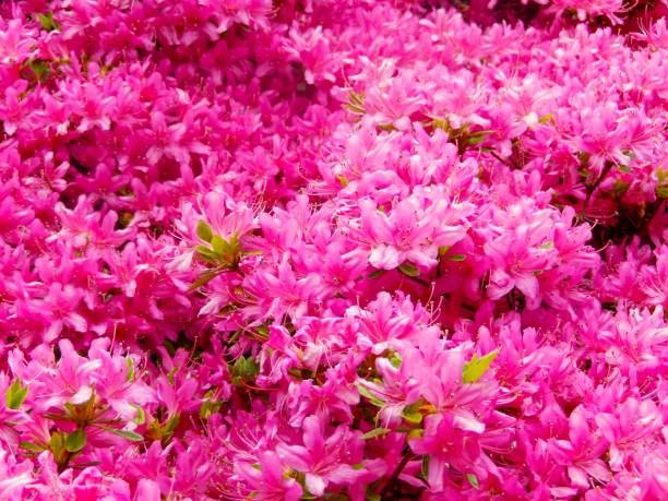 large azalea with many purple flowers