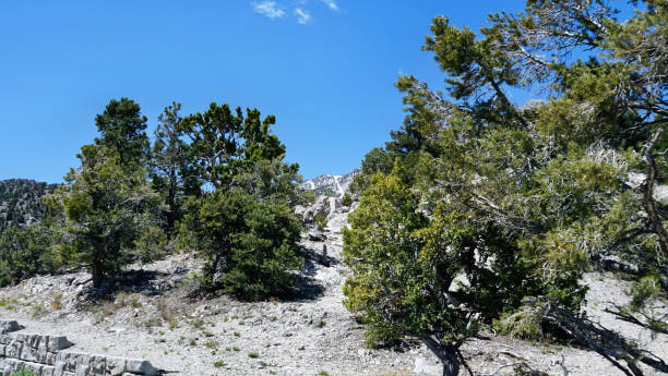 istock Mt Charleston Views from the Top 2162556675