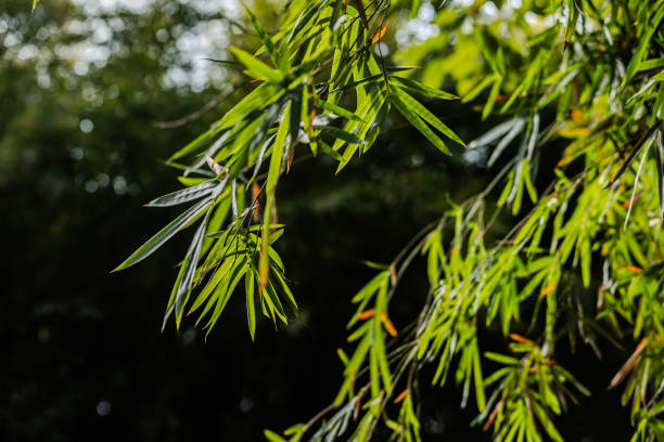 Green Bamboo Leaves in a Forest