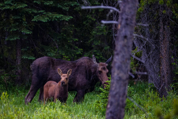 istock Cow Moose and Calf in Yellowstone 2162556991