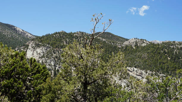 istock Mt Charleston Views from the Top 2162557388