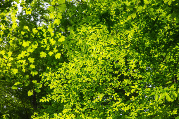 Green leaves on a tree in nature.