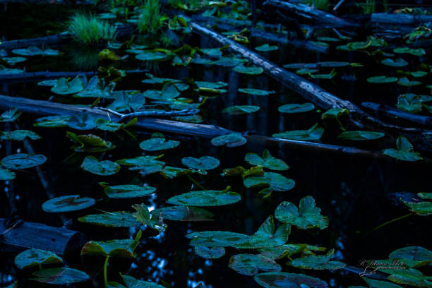 Photograph of pond lillies in Yellowstone National Park, Wyoming.