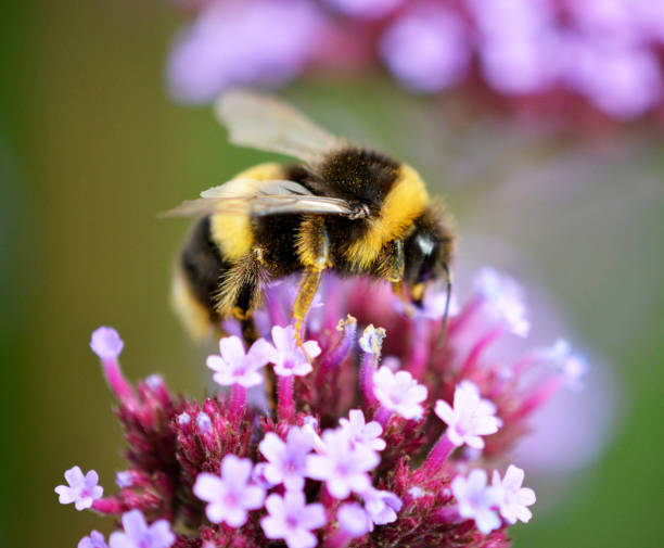 istock Bumblebee On A Pink Flower 2162558106