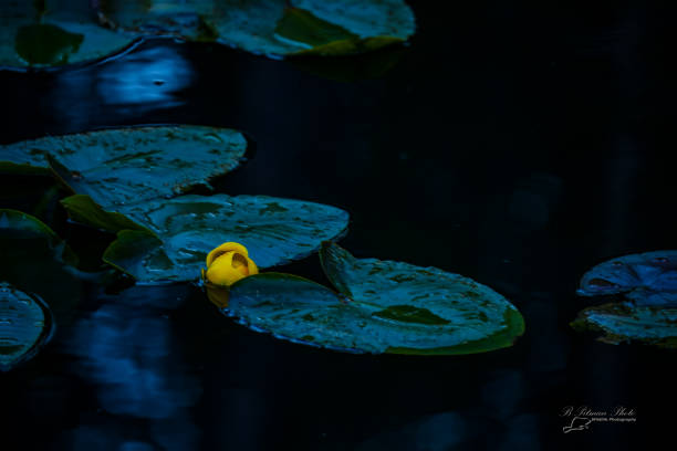 Photograph of pond lillies in Yellowstone National Park, Wyoming.