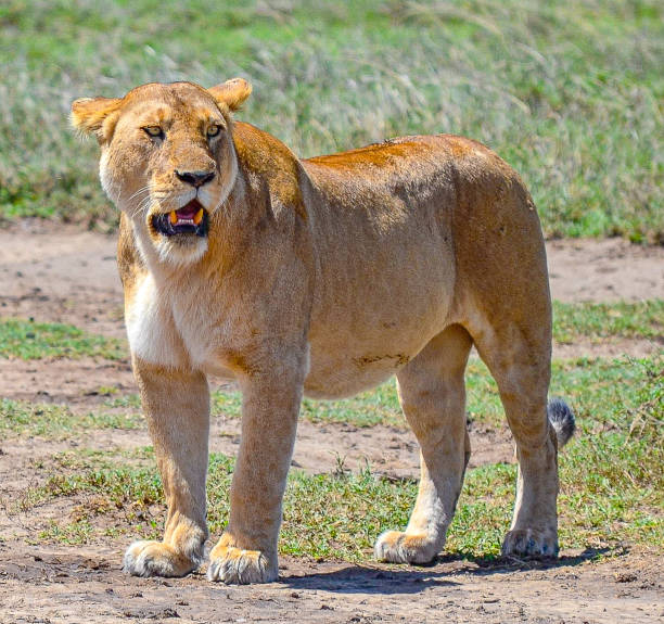 A female lion or lioness grazing through the tall savannah grass at Masai Mara National Reserve, Kenya, Africa