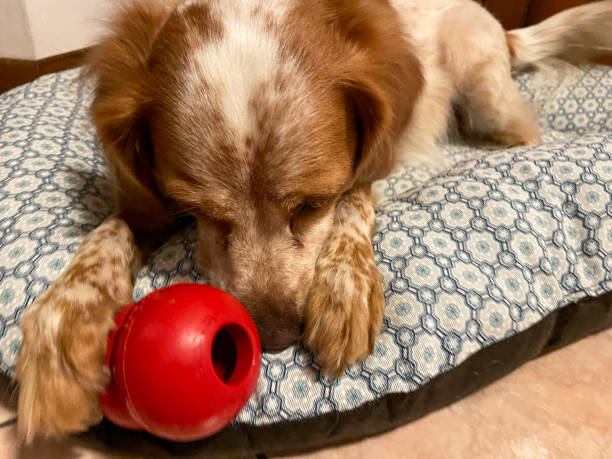 istock Cute dog playing with toys 2162558289