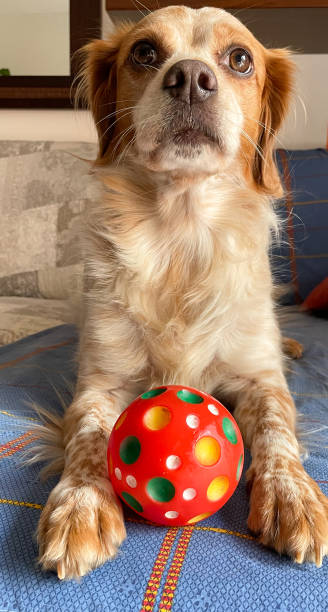 istock Cute dog playing with ball 2162558548