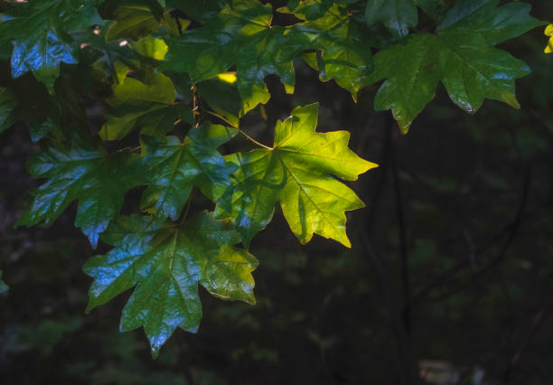 Maple leaves wet from rain in the forest in summer