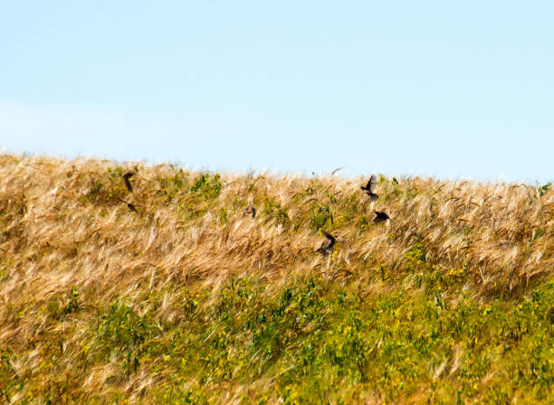 Large group of flying swallows against green background.