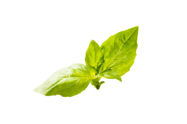 Basil leaf isolated. Fresh green  basil herb on white background, close up.\