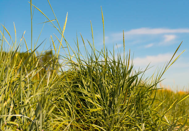 istock July 2024, Nature - Southern Sweden, part 1 2162559372
