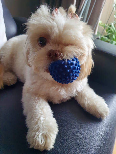 istock Beautiful Shih-tzu dog . 2162559545