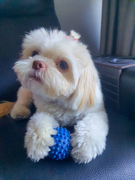 istock Beautiful Shih-tzu dog 2162559547