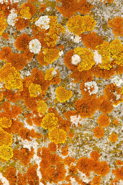 istock Lichens and mosses in various shapes, forms and textures on surface of rocks as natural environment pattern or textured background, top view colorful nature pattern, biological aesthetic 2162561386