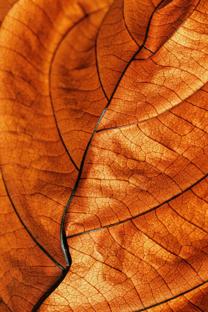 istock Autumn Dried leaf close up with natural veins pattern, brown leaf as nature background. Trend botanical design backdrop, environment pattern, fall seasonal still life macro trend, soft focus 2162561872