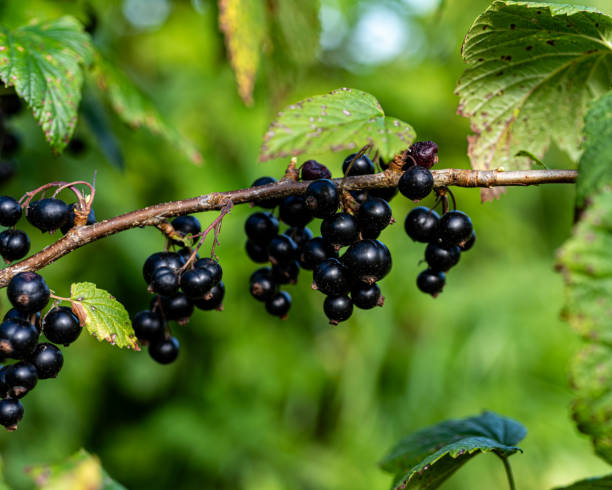 istock black currant berries, berry picking time, juicy berries, vegetarian diet 2162562775