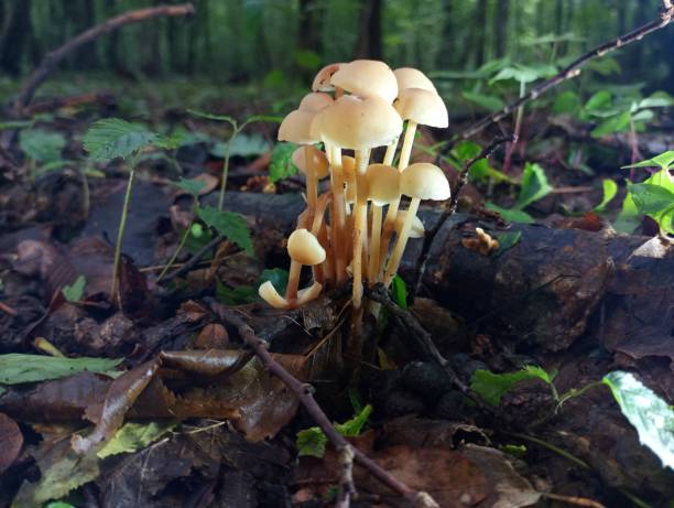 istock A small group of beautiful fragile toadstools among rotten fallen leaves in a green summer forest. The subject of collecting mushrooms in the summer in the forest. 2162563053