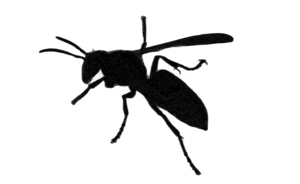 A striking isolated PNG image of a wasp silhouette against a white background, showcasing its distinct shape and features. Ideal for insect-themed designs, educational materials, and nature projects