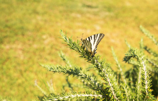 beautiful butterfly sitting on a bush branch