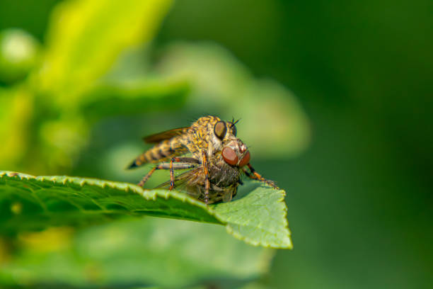 istock a rare type of flying insect, a fly called Tolmerus cingulatus, a predatory fish. a predatory fly during a meal, the fly eats the fly. macro view. 2162564667