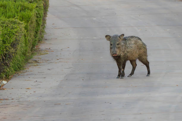 istock Solitary Javelina 2162565059