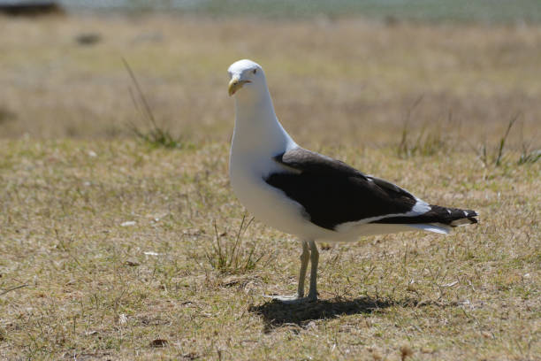 istock Herring gull, Larus argentatus, single bird on grass, Auckland 2162568243