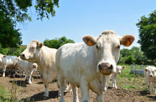 istock Herd of Charolais cow 2162568558