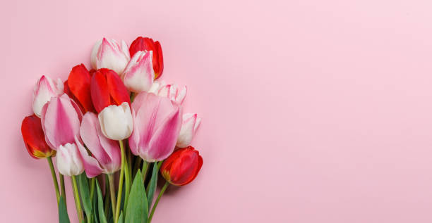 istock Pastel colorful tulips grace the table, providing a serene and vibrant backdrop 2162568700