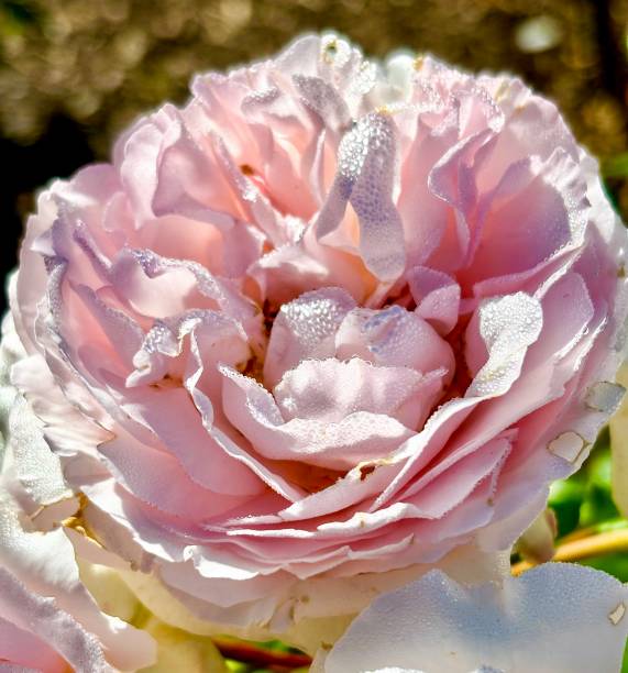 istock Morning dew on a pink rose. 2162572335