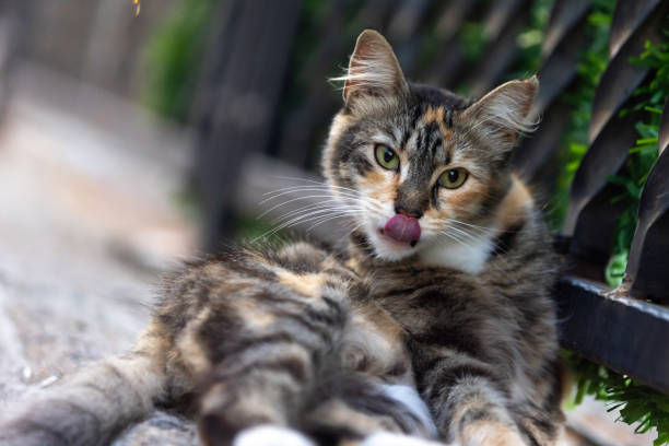 Stray cat is playing on the street.